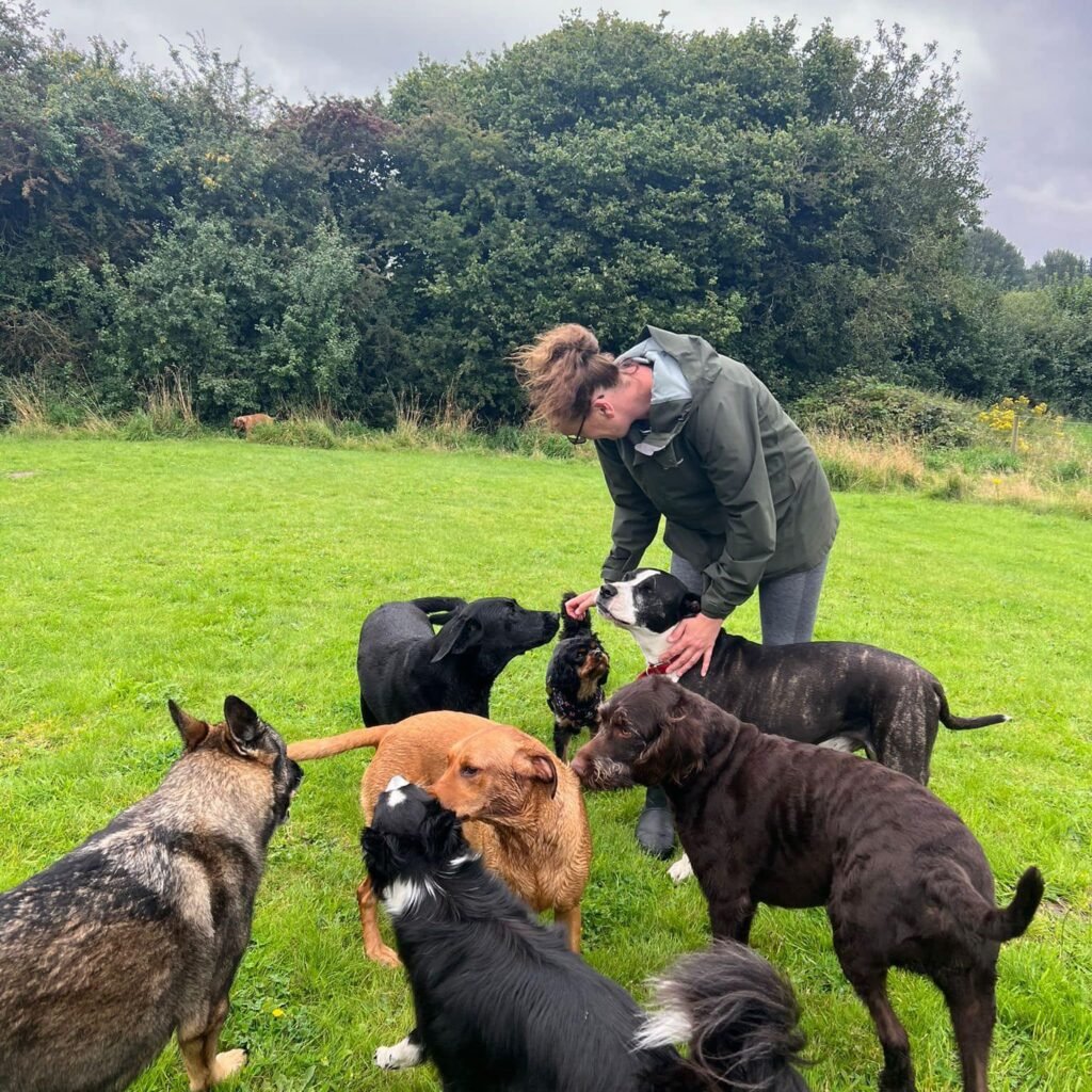 dog walking near crewe