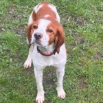 dog walking near crewe