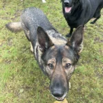 dog walking near crewe