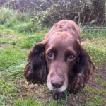 dog walking near crewe