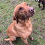 dog walking near crewe