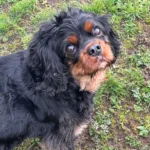 dog walking near crewe