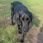 dog walking near crewe