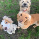 dog walking near crewe