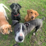 dog walking near crewe