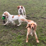 dog walking near crewe